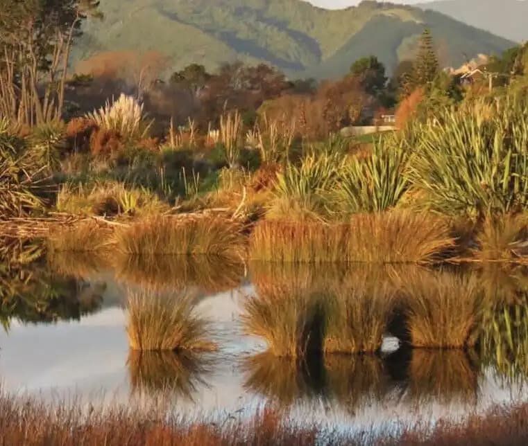 Birding & High Tea at Waikanae Estuary — Guided Walk with Mik Peryer and the 1952 Blue Train