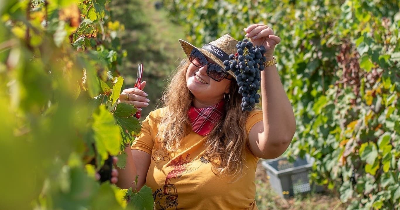 Wine & Grape Harvest in Douro at Lamego