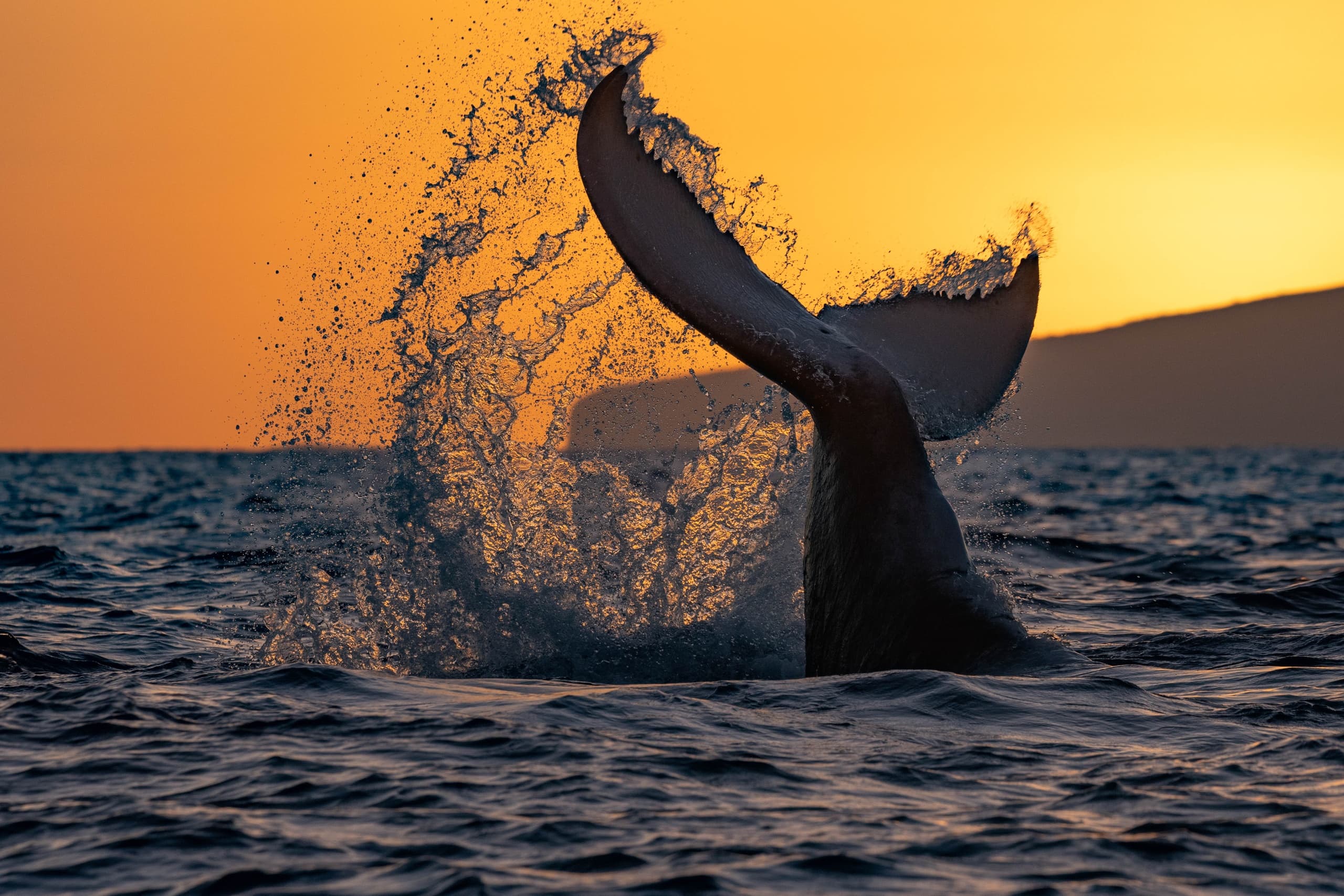 Sunset Dinner & Whale Watch in Wailuku, Maui