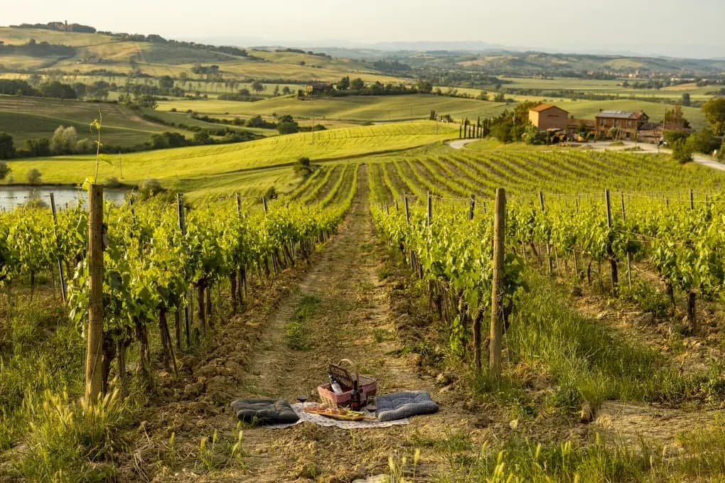 Wine & Picnic Tour in Montalcino by Hidden Experiences