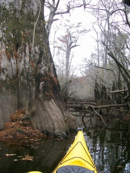 Black River Mistletoe Kayak Tour: Three Sisters Cypress Swamp, Kelly NC