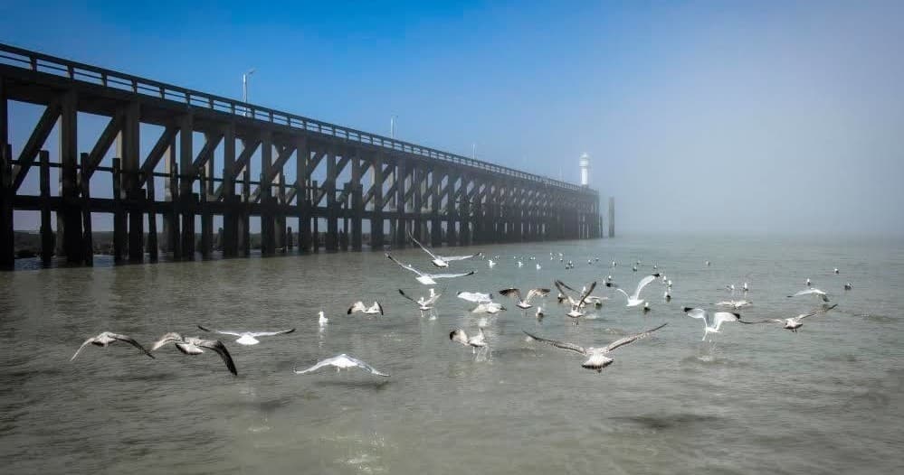 Sail to Thorntonbank: Zeetocht Windmolenparken Wind Farm Cruise from Blankenberge