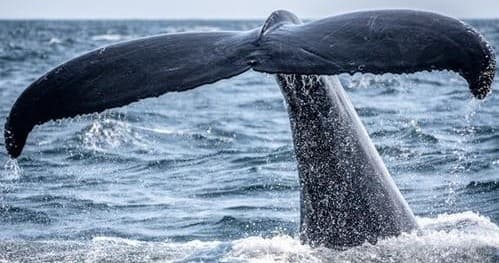 Whale & Dolphin Watching with MobyDick-Tours in Ponta Delgada