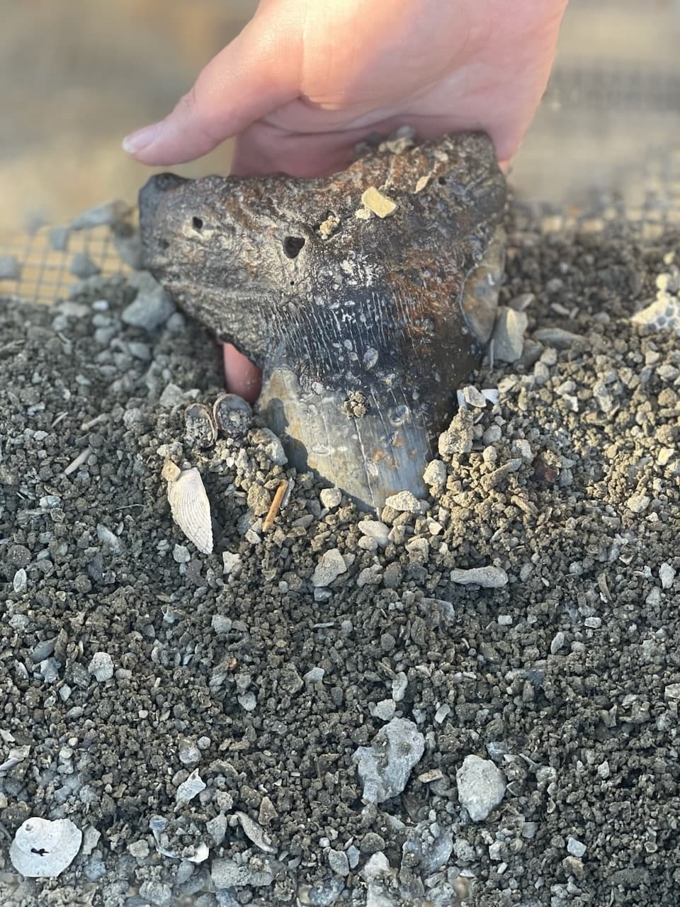 Great White Premium Dig: Shark Teeth Hunting in North Myrtle Beach
