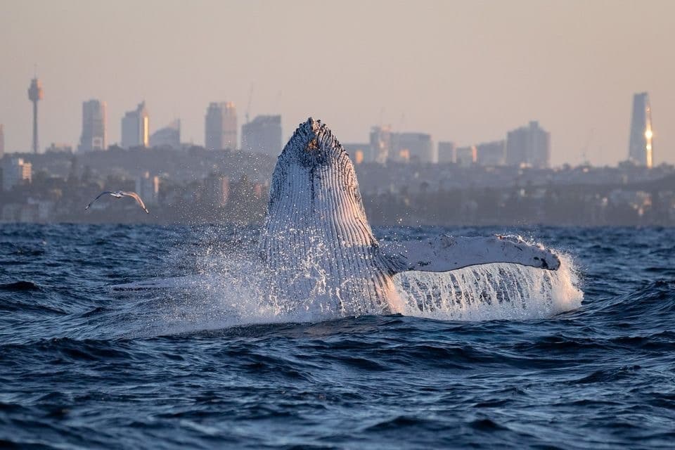 3hr Whale Watching Cruise in Sydney, Australia