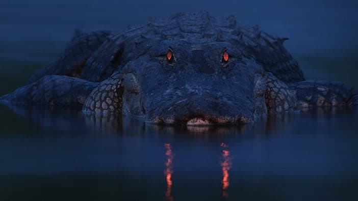 Nighttime Gator Tour with Florida Boat Tours in Bradenton