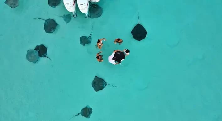Explore Cayman Islands Underwater Paradise: Exclusive 3 Hour Snorkeling & Stingray City Adventure
