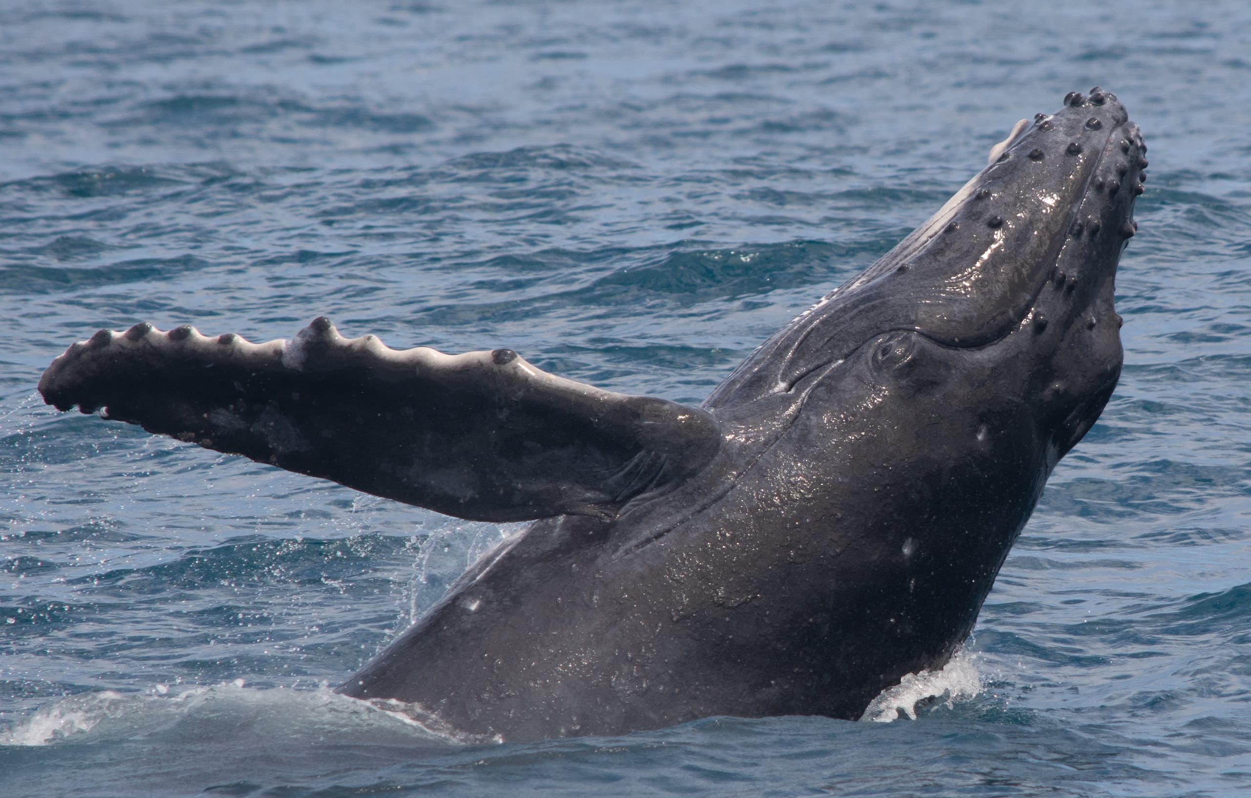 Humpback whale pectoral fin slapping above ocean near Sitka coast