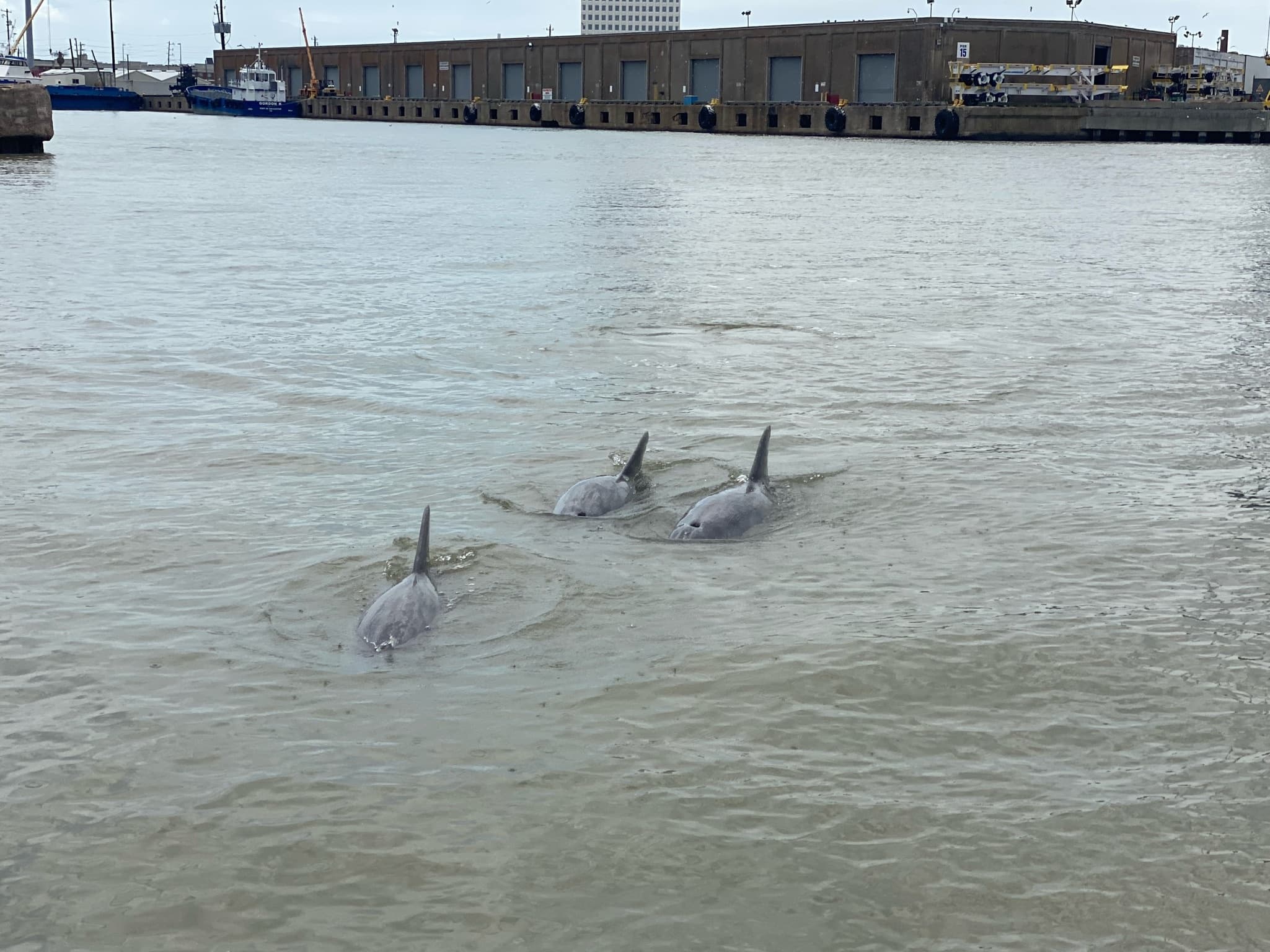 Dolphin Watching with Galveston Sea Ventures in Galveston