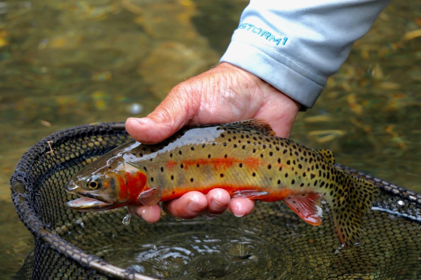 Half Day Guided Fly Fishing in Telluride, Colorado