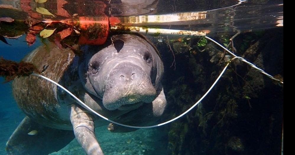 Manatee & River Adventures with Crystal River Watersports