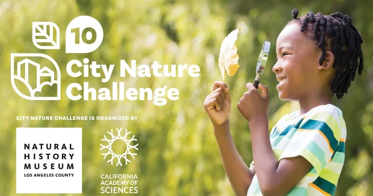 City Nature Challenge 101: Join Ogden’s Bioblitz and Log Wildlife on iNaturalist