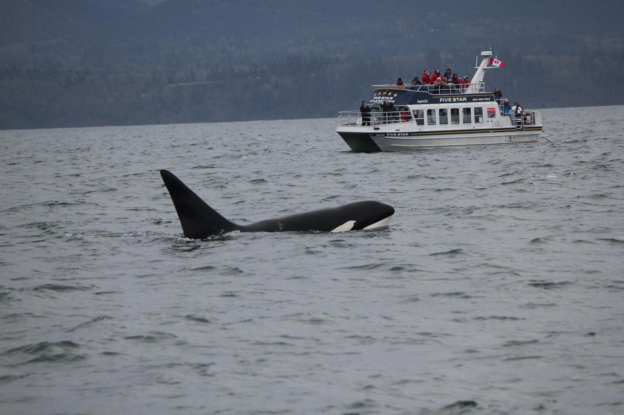 3 Hour Expedition Catamaran Whale Watching Tour