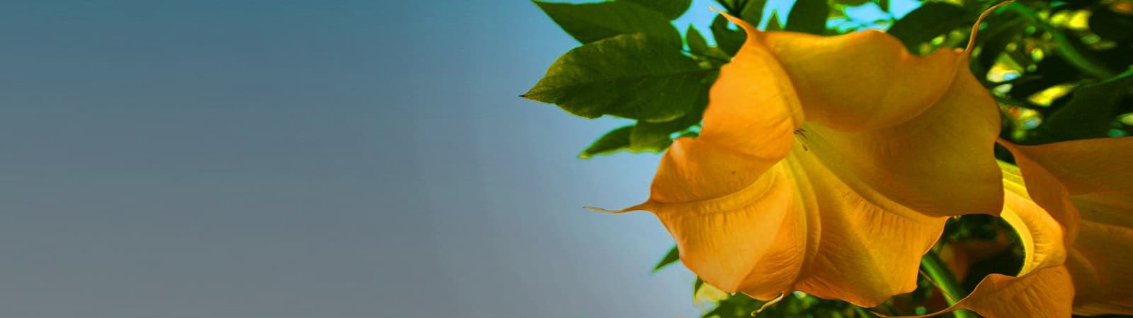 Free-form Writing Workshop in Los Angeles: Clear Your Subconscious in 2 Hours