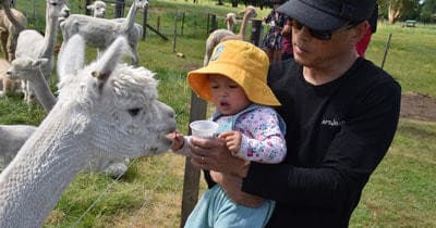 Parent feeding baby alpaca with child in meadow at petting farm
