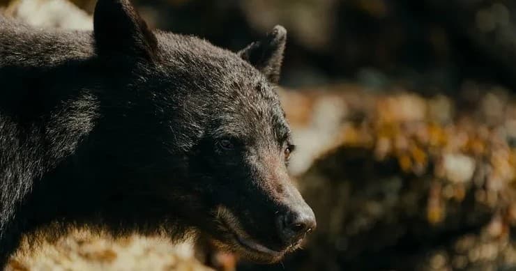 Black bear profile near forest edge, wildlife viewing close-up