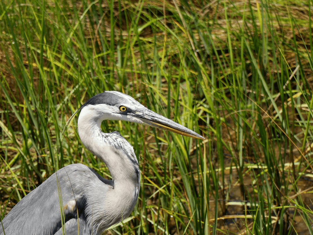 Eco Tour in Marco Island, Florida