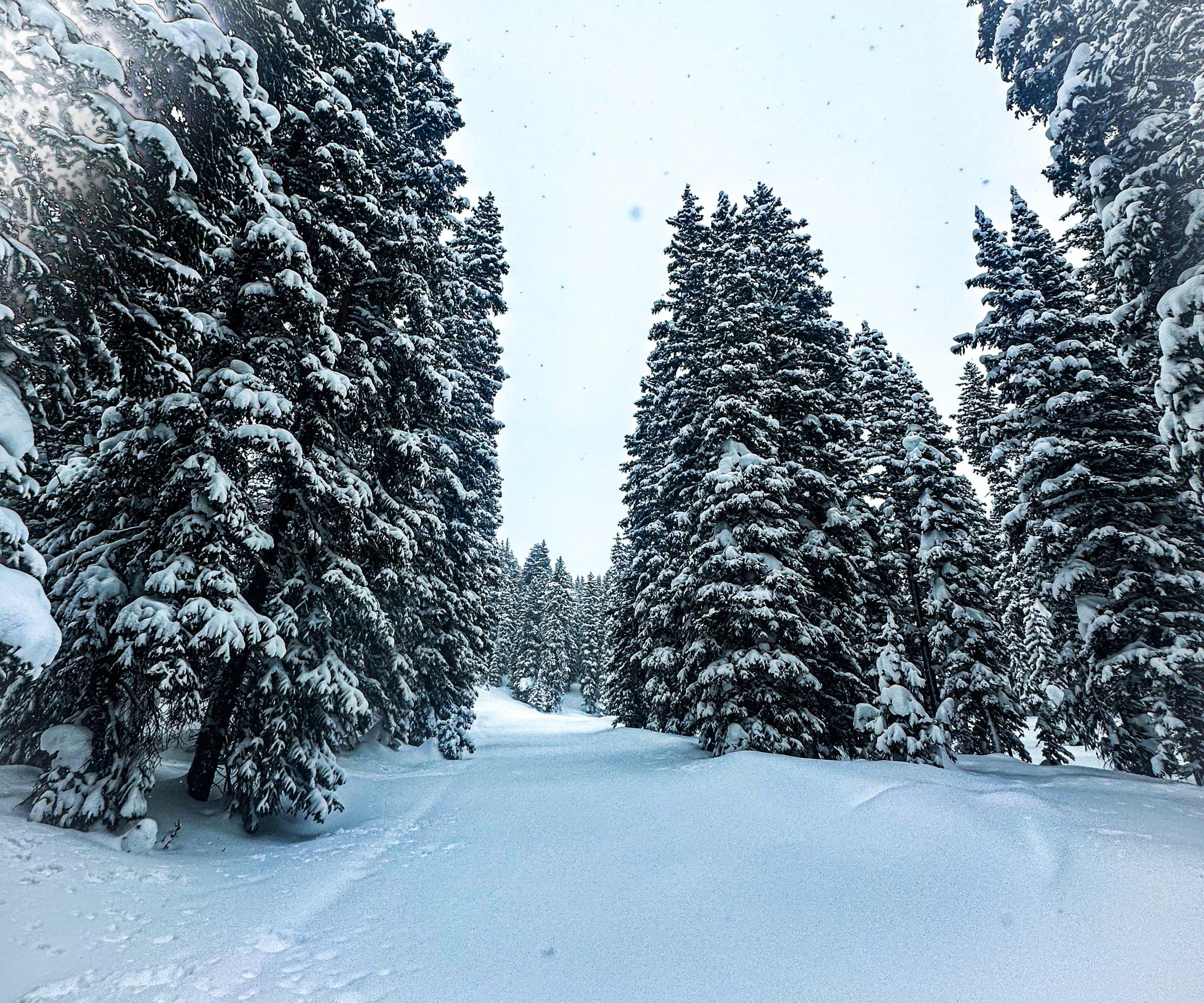 Guided Snowmobile Tour at Thunder Mountain Lodge in Grand Mesa