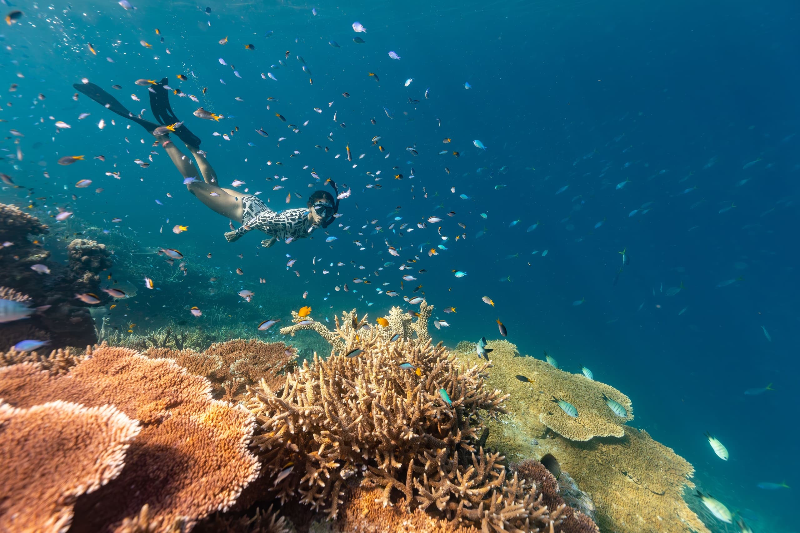 Explore the Great Barrier Reef: Outer Reef Snorkeling Adventure from Shute Harbour
