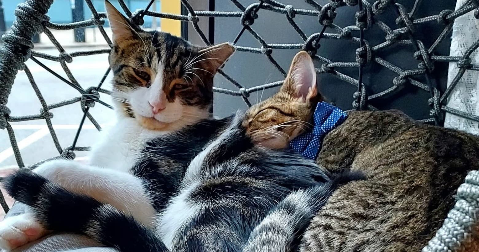 Private Cat Room Reservation in Lowell: Book a Purr-Fect Hour with Adoptable Cats