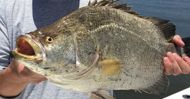 Inshore Fishing Charters on St. Simons Island, Georgia