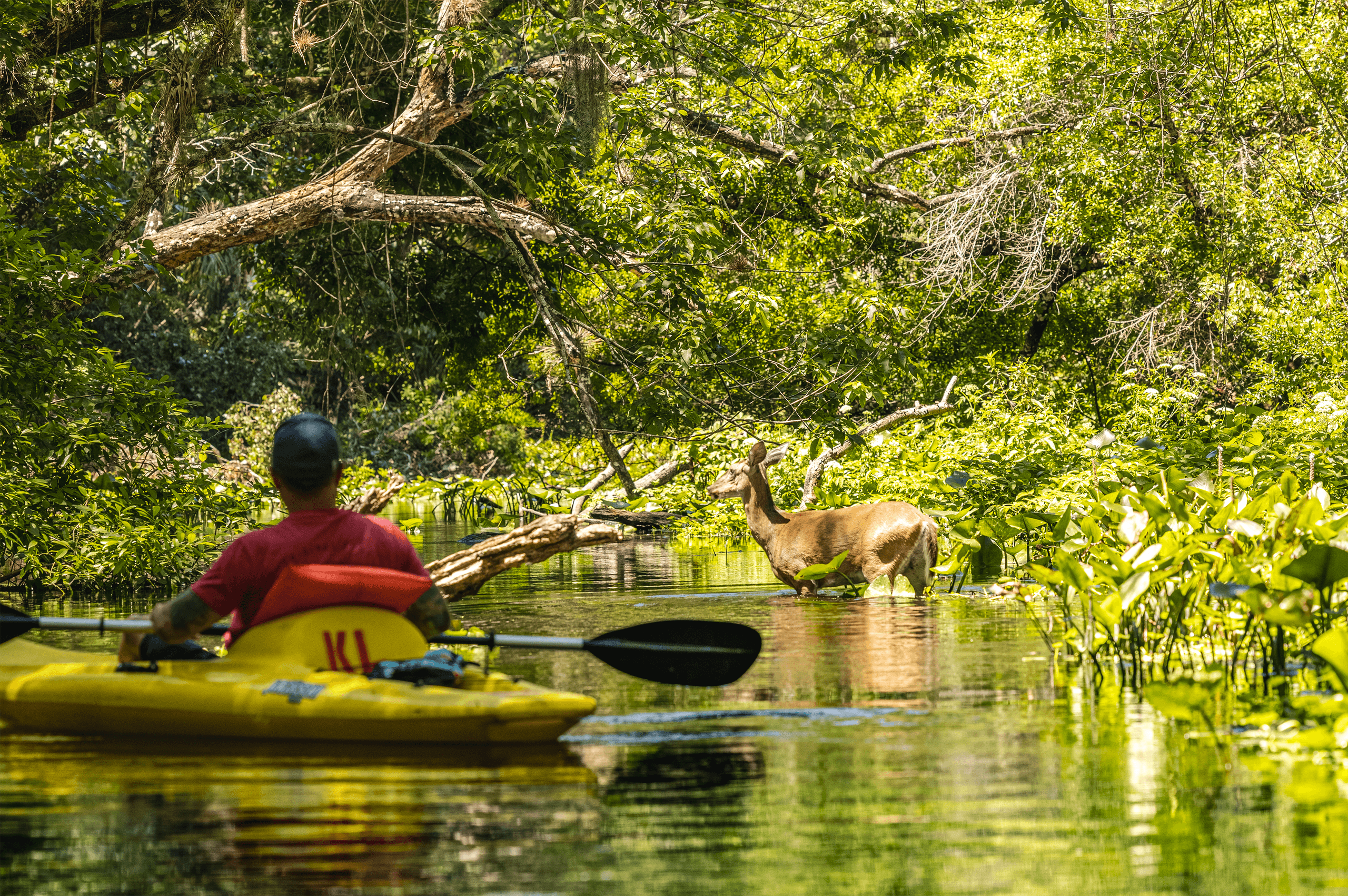 Paddling Adventures with King's Landing in Apopka, FL