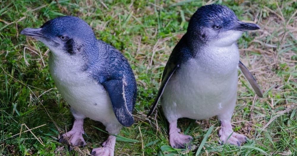 Otago Peninsula Penguin Tour with Fantail Tours