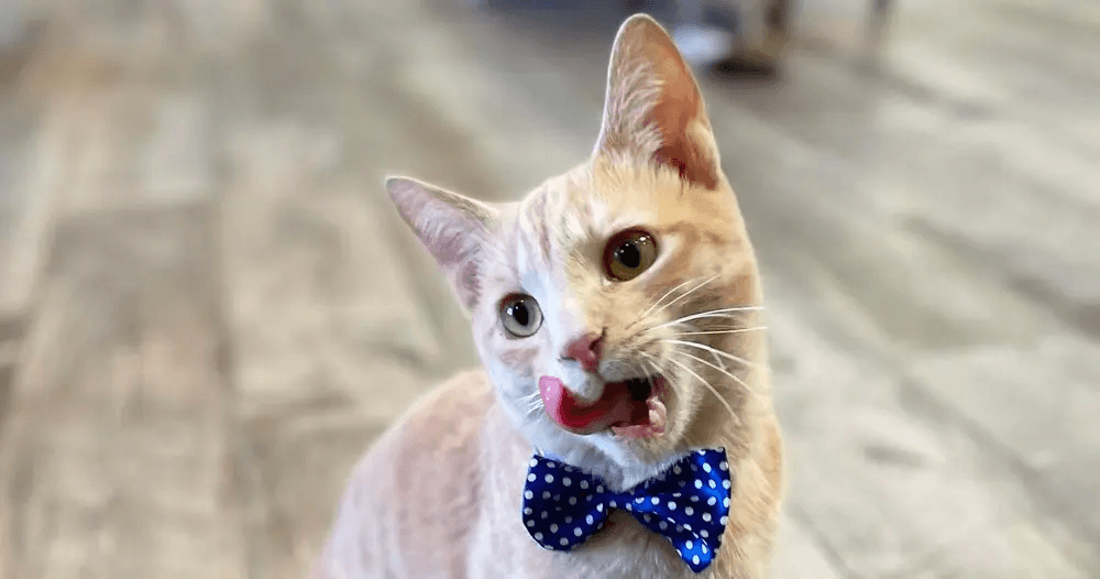 PHX Cat Cafe North: 1-Hour Cat Lounge — Adoptable Cats & Cozy Cuddles