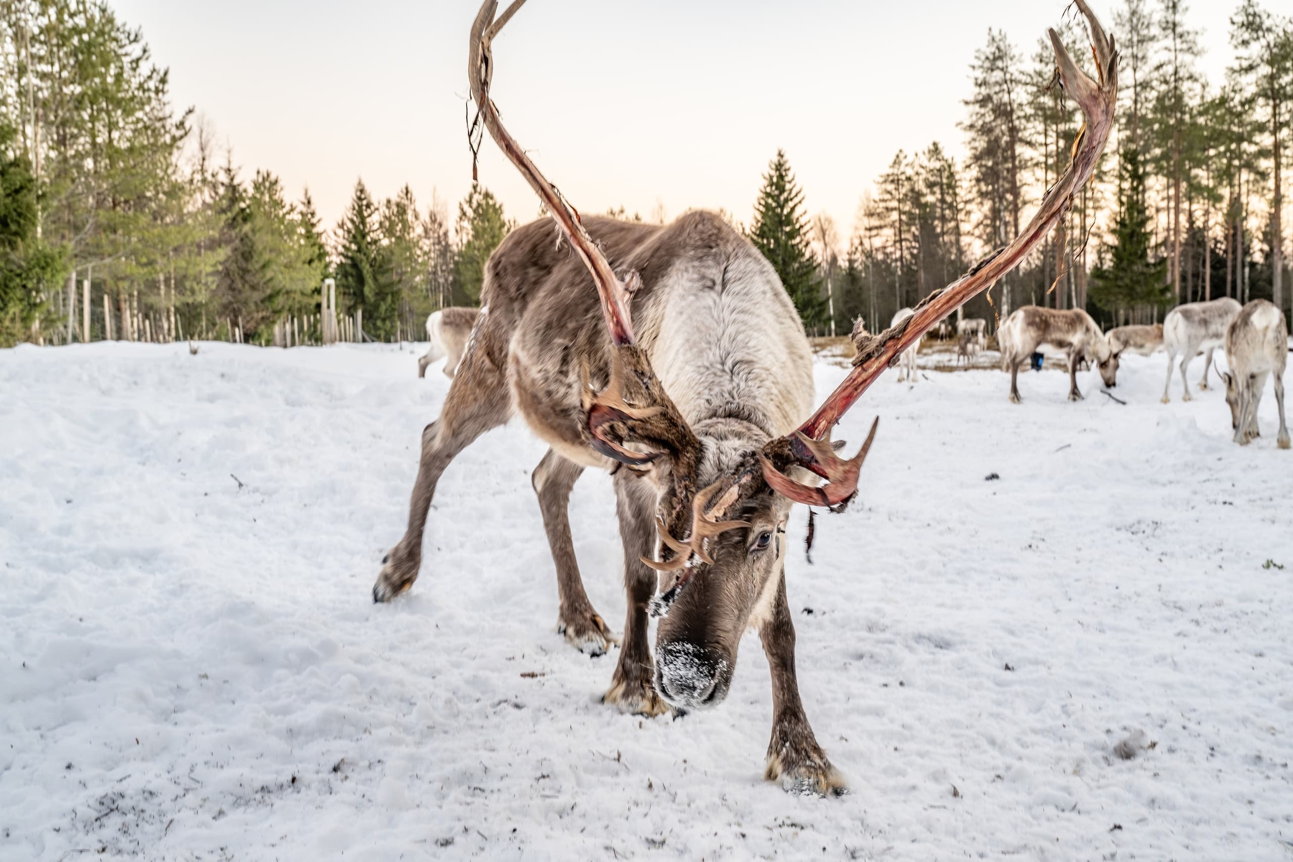 Ukkohalla Reindeer Farm Visit: Hands-On Arctic Experience in Hyrynsalmi