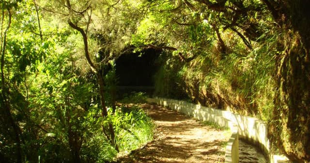 Nature and Hiking in Madeira’s Laurissilva Forest with Laurissilva Landscapes