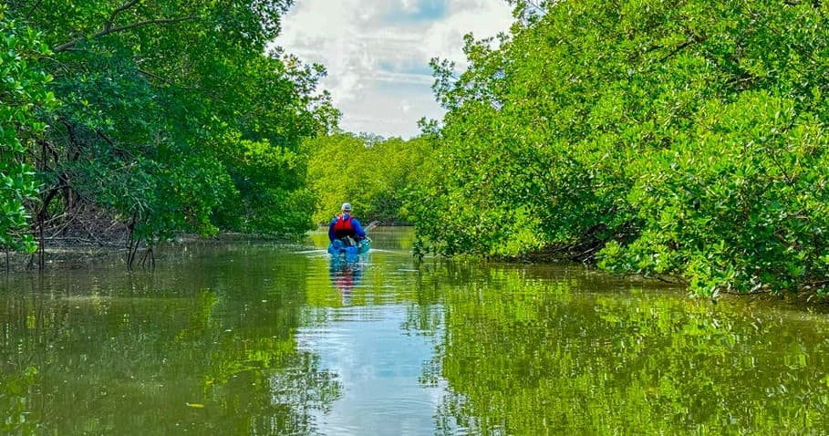 Solo kayaker paddling through green mangrove river channel