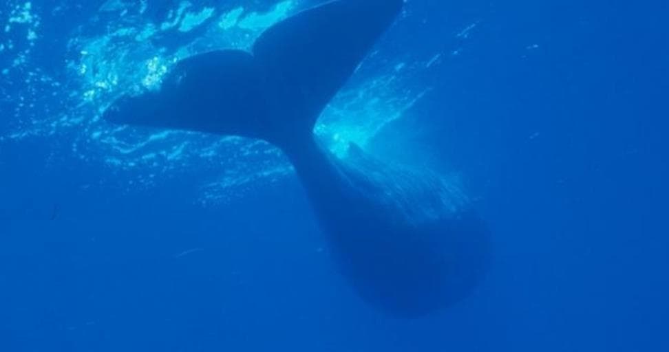 Water-Activities in Azores with Greenzone Azores