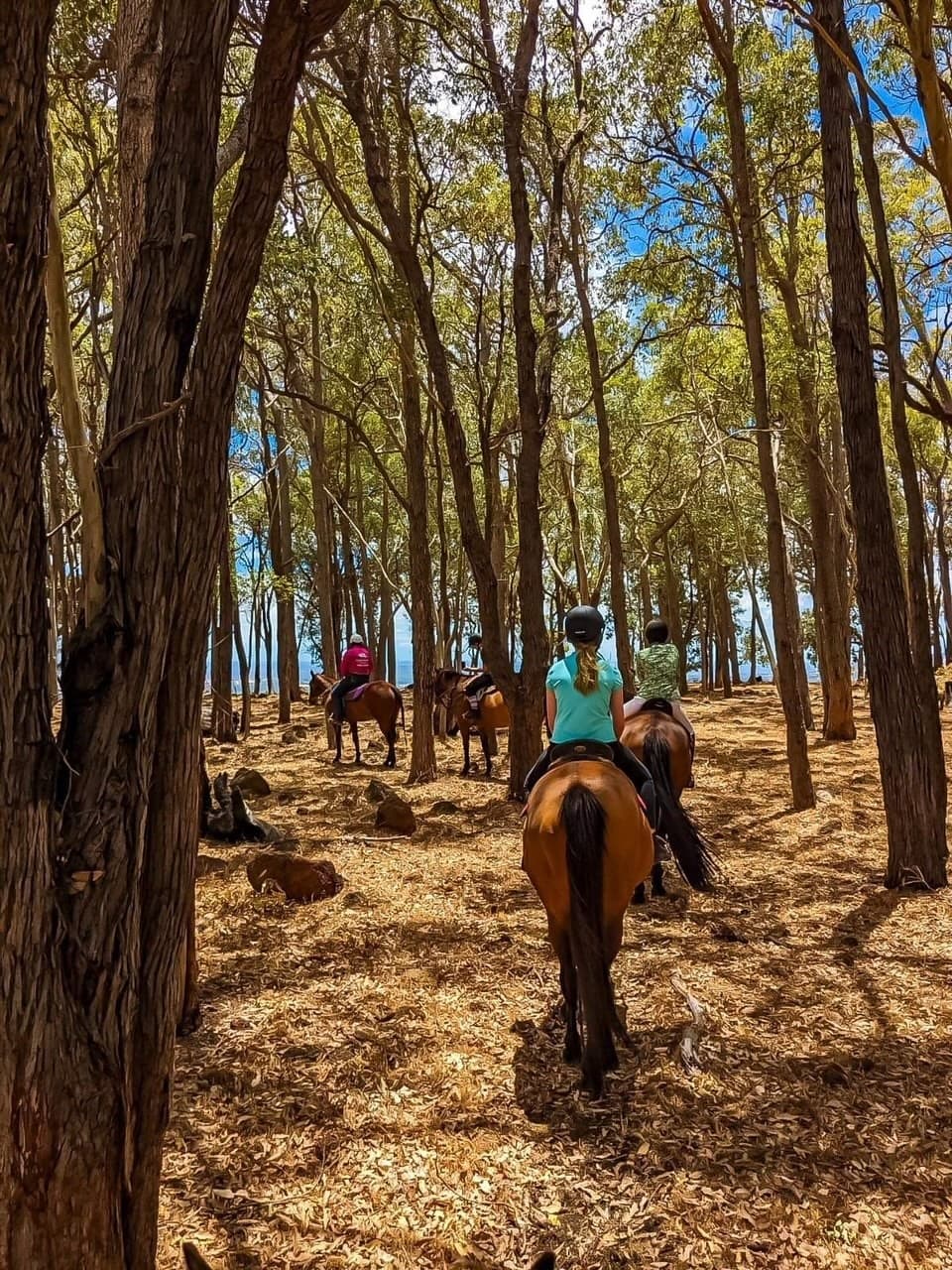 Jarrahdale 1.5-Hour Horse Ride: Scenic Lookouts & Wildlife - Christmas 25% Off
