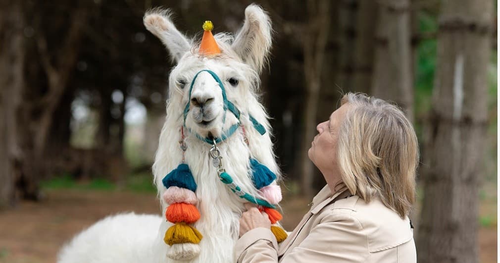 Woman bonding with decorated llama in forested outdoor setting