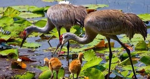 Sandhill cranes with chicks foraging in Florida marsh wetlands