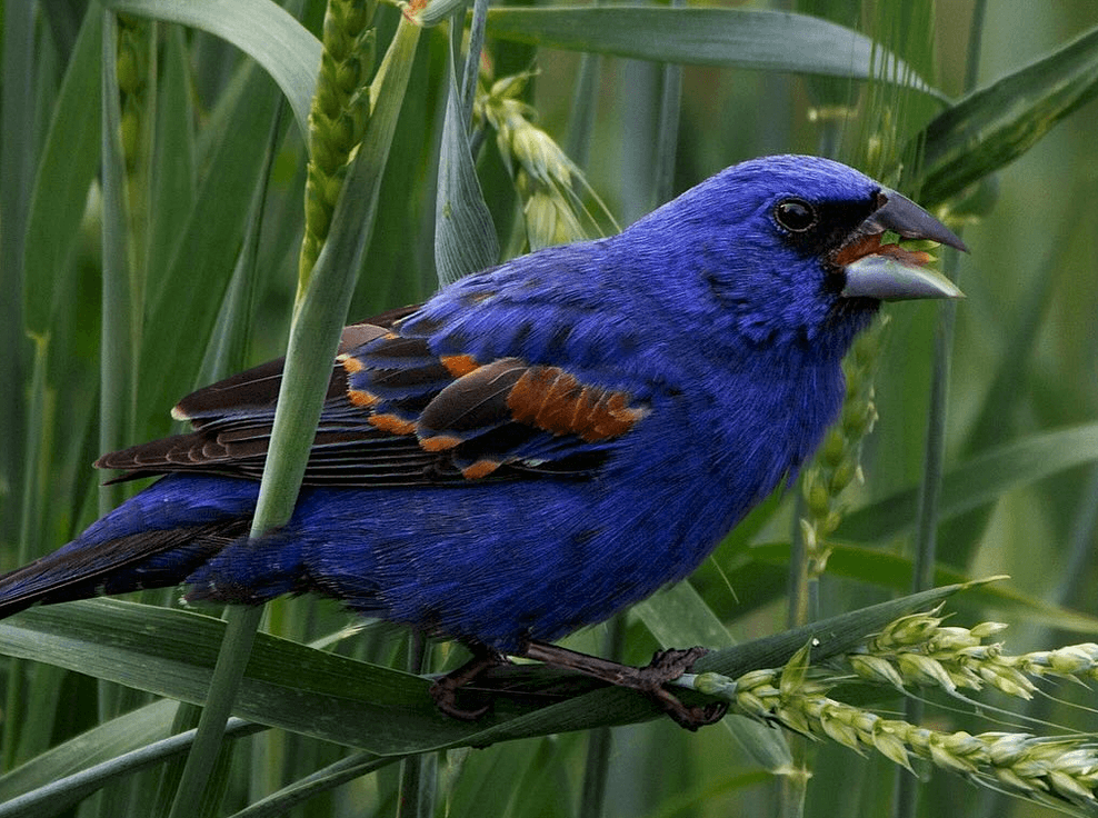 Guided Birding Walks at Triple W Farm in Grayson, KY | Warblers, Raptors & Photography photo 4