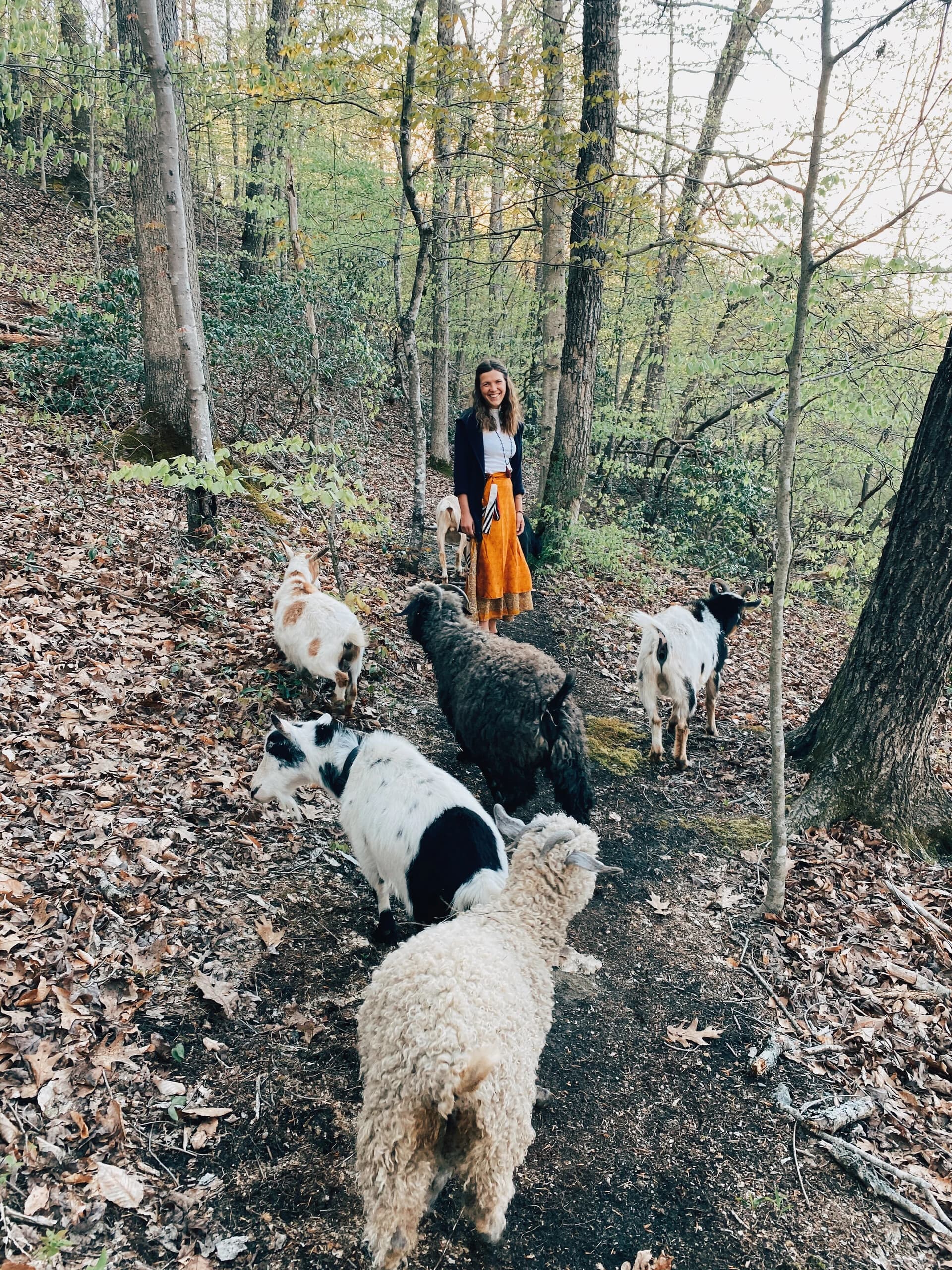 Goat Walk at the Big White Barn: A Calm Woodland Walk with Friendly Goats near Scottsville, VA