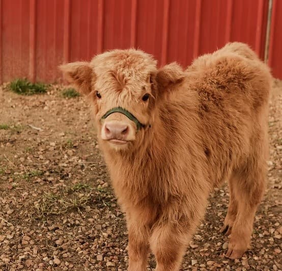 Public Cow Cuddles: 15-Minute Farm Animal Experience in Brilliant, Alabama