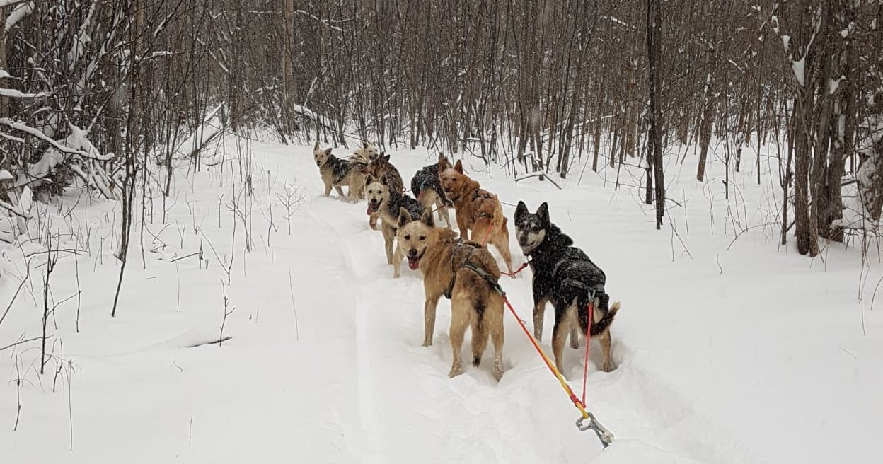 Dog Sledding Adventure with Bill Cotter Kennel in Alaska