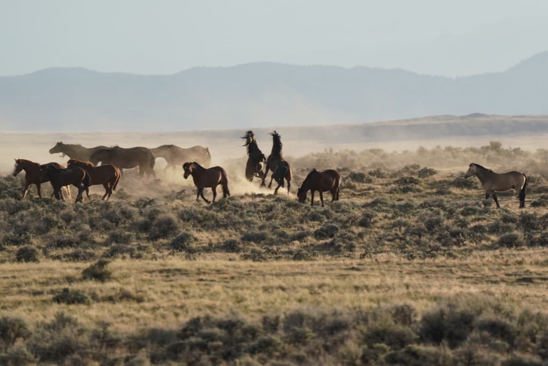 Half-Day Wild Mustang Tours from Cody, WY: Scenic Wild Horse Safari photo 2