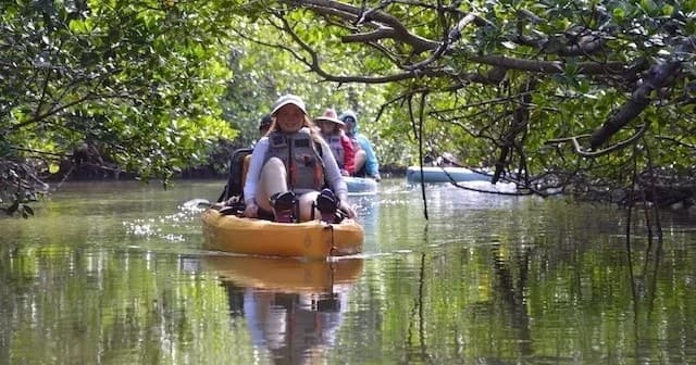 Kayaker navigating a narrow mangrove tunnel in estuary