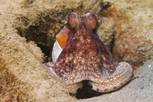 Finz Reef Dive - Private Charters in Key West for Marine Adventures