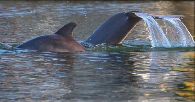 Explore Atlantic Bottlenose Dolphins on Hilton Head Island’s Scenic Nature Cruise