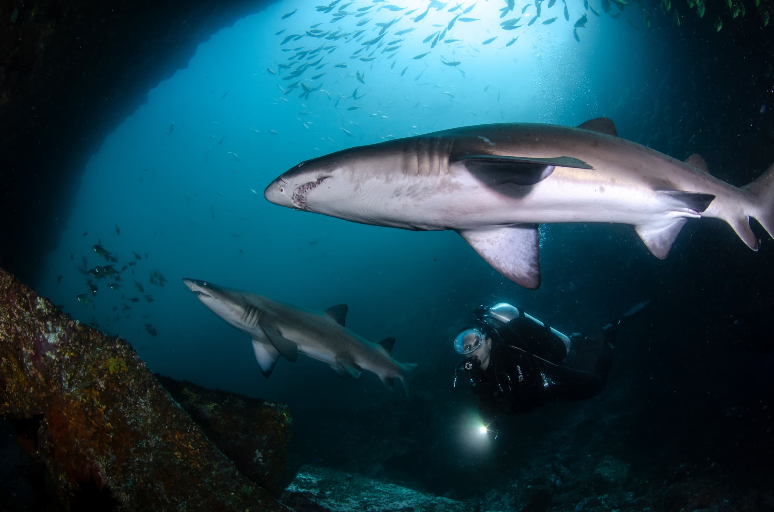 Scuba diver exploring underwater cave with white-tip sharks