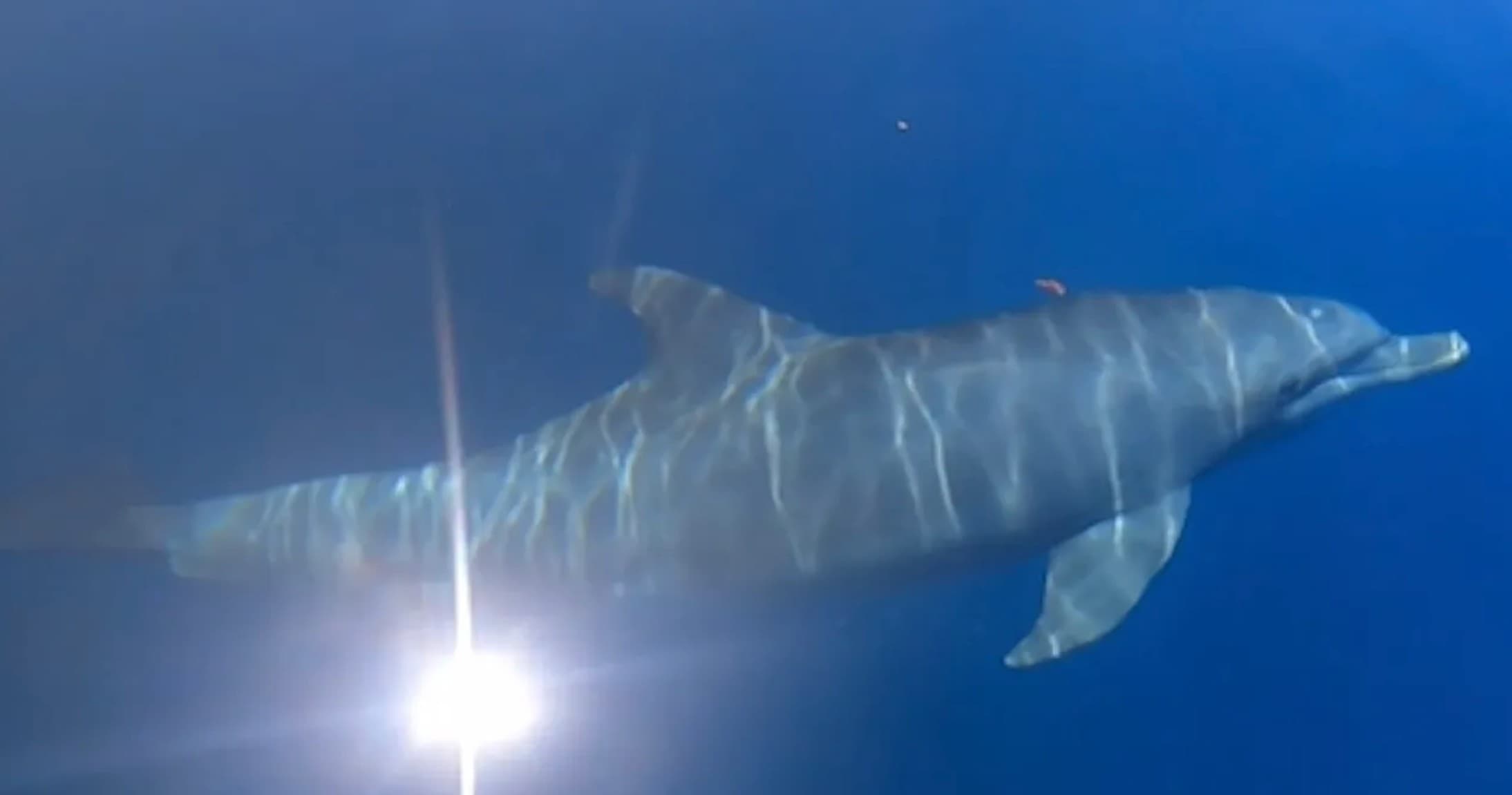 Wild dolphin swimming underwater during marine wildlife tour