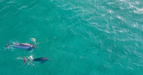 Small pod of dolphins swimming in textured turquoise sea