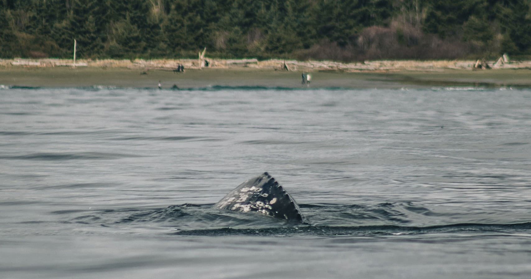 Tofino Whale Watching: Cabin Cruiser Tour in Clayoquot Sound