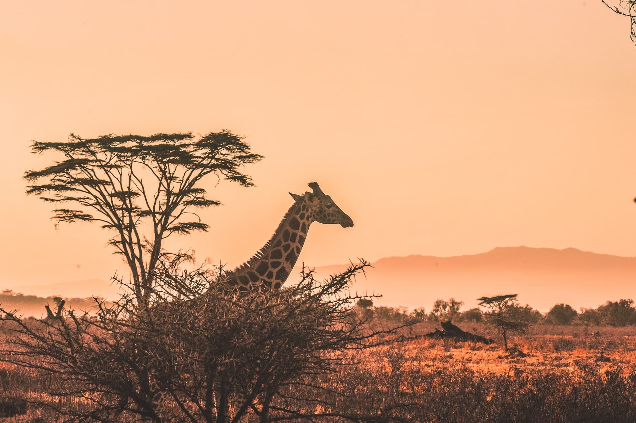 Wildlife Safari at Kidepo & Murchison Falls - Kent Safari Tours