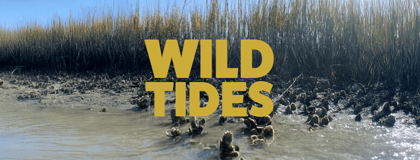 Explore Salt Run: Guided Wildlife Tours at Anastasia State Park, Florida