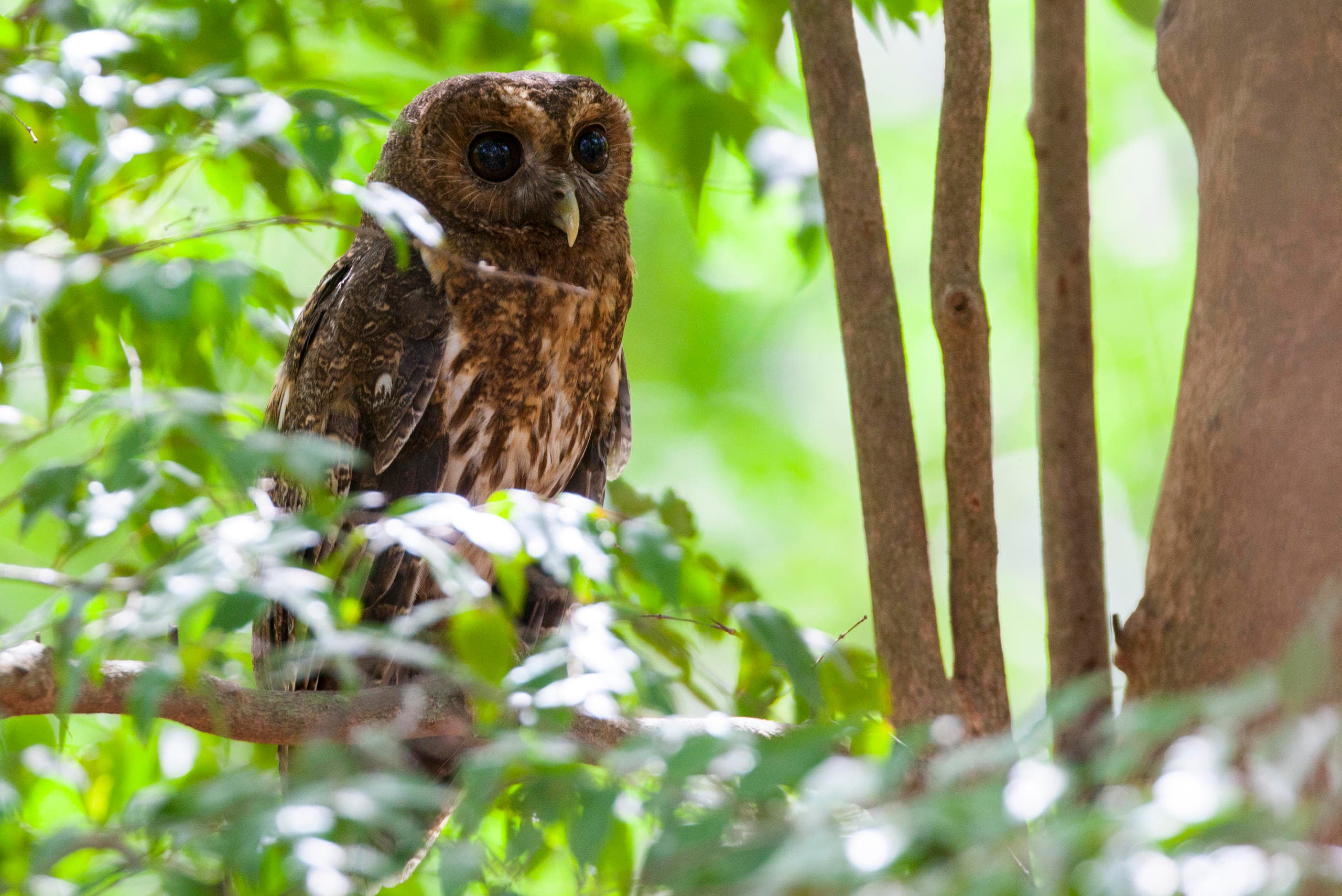 Bird Watching at Hacienda Guachipelin, Guanacaste